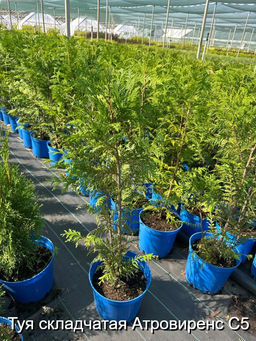 Туя складчатая Атровиренс С5