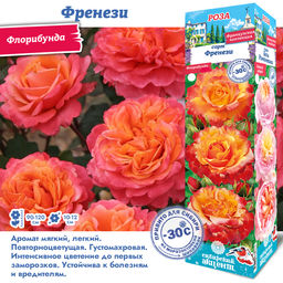 Роза Френези (Флорибунда) 1шт