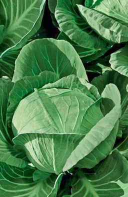 Капуста БЕЗРАЗМЕРНАЯ  Чудо велки-гиганты! Повышенное содержание сахаров! Всегда с урожаем! - Уральский дачник фото 2