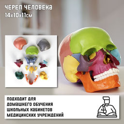 Анатомическая модель «Макет черепа человека», разборный, цветной, 14×10×11 см