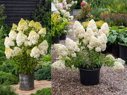 Гортензия метельчатая Полар Бир - Долина роз фото 6