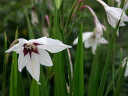 Acidanthera Murielae (Ацидантера Мюриэл) 10шт - Долина роз фото 2