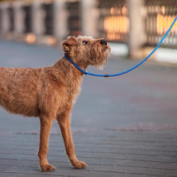 Ринговка 130 х 0,8 см, синяя - Пижон фото 5