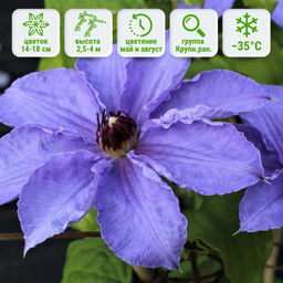 Клематис Вильям Кеннет