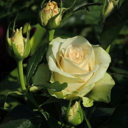 R257 ЛА ПЕРЛА