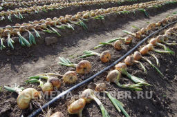 Лук репчатый Штуттгартер Ризен - Партнер фото 2