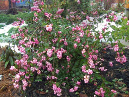 Снежноягодник доренбоза Мэджикал Райдин Худ С5