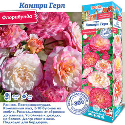 Роза Кантри Герл (Флорибунда) 1шт