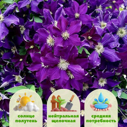 Клематис Виола - Долина роз фото 2