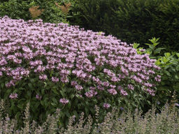 Монарда (бергамот) Бьюти Оф Кобхем - Долина роз фото 2