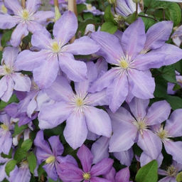 Клематис Паола - Долина роз фото 3