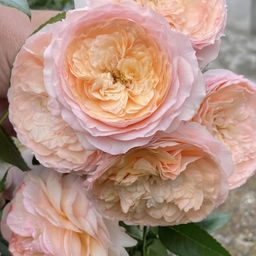 Роза Сурир де Хавр