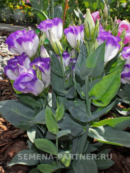 Эустома карликовая бело-фиолетовая с каймой Мисс Нора Барлоу - Партнер фото 4