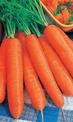 Морковь ХРУСТЯЩЕЕ СЧАСТЬЕ  Самая сладкая! Корнеплоды как на подбор  ровные! Хранится до нового урожая!