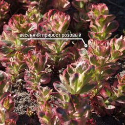 Вербейник точечный Александр - Долина роз фото 3