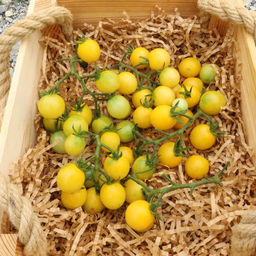 Томат ДУБЛОН ЗОЛОТОЙ - Уральский дачник фото 3