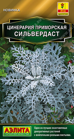 Цинерария Сильвердаст