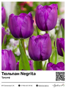Тюльпан Negrita (Триумф)