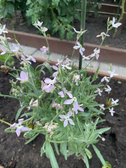 Маттиола ЛЕТНЕЕ БЛАГОУХАНИЕ В ВЕЧЕРНЕМ САДУ - Уральский дачник фото 3
