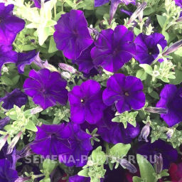 Петуния МиМи Сильвана каскадная синяя - Партнер фото 8