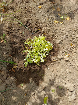 Очиток Миддендорфа Вариегата