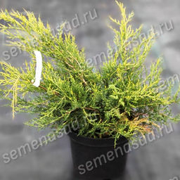 Можжевельник китайский Куривао Голд (С2/С3 Н30-40)