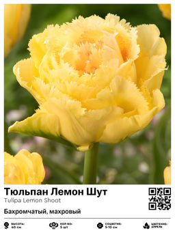 Тюльпан Лемон Шут (Бахромчатый, махровый)