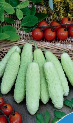 Огурец БЕЛАЯ КРАСОТА F1  Более насыщенный аромат, чем у зелёных! Неприхотливый и нетребовательный к уходу! Прекрасно подходит для консервирования!