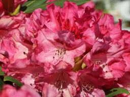 Рододендрон Sneezy (Снизи) - Долина роз фото 9