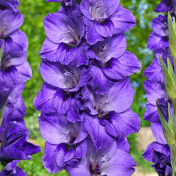 Гладиолус Cookie - Голландские луковицы фото 2