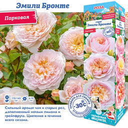 Роза Эмили Бронтэ (Английская/Парковая) 1шт