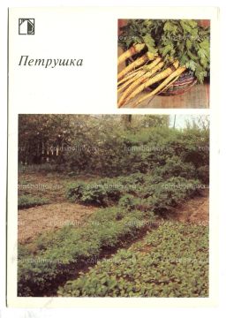 Открытка Петрушка