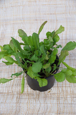 Кресс-салат Темп (сер.Четыре лета) (А) (ЦВ) 1 гр. - Поиск фото 2