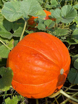 Тыква БИГ МАКС