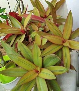 Традесканция Рео Ситара голд, горшок С1,5л