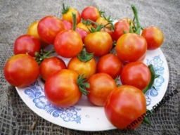 Двуцветные Черри Помидоры Isis Candy