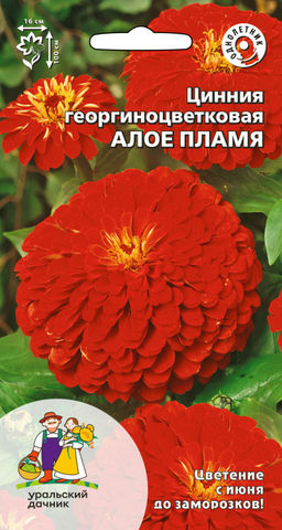 Цинния АЛОЕ ПЛАМЯ  Георгиноцветковая