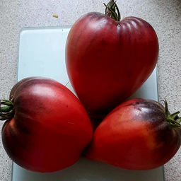 7138T Томат Сержант Паскаль 10шт