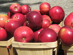 Яблоня Вильямс Прайд