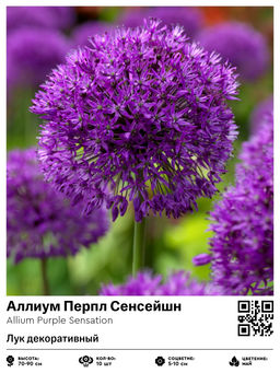 Аллиум Purple Sensation (Лук декоративный) - Голландские луковицы фото 2