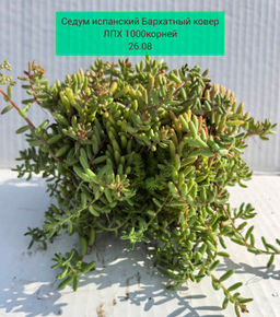 Седум (очиток) Испанский бархатный ковер