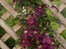 Клематис Ниобе - Долина роз фото 4