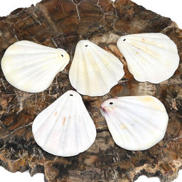 Ракушка морской гребешок в натуральном цвете 30*35мм, 5 ракушек Радуга камня