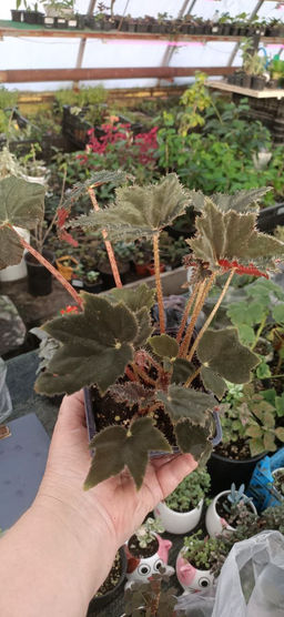 Бегония Клеопатра - 1000корней фото 3