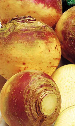 Брюква СЧАСТЬЯ ПОЛНА ЧАША Полезна при ожирении и гипертонии! Отлично хранится в зимний период! уральская селекция!