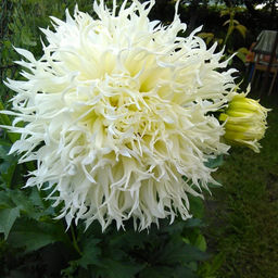 ГЕОРГИНА Цуки-Йори-Ношиша Разбор I Кол-во упак., шт 1