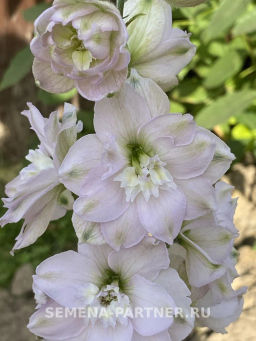 Дельфиниум Мини Стар - Партнер фото 7