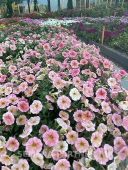 Петуния Лулу Коктейль каскадная нежно-розовая - Партнер фото 5