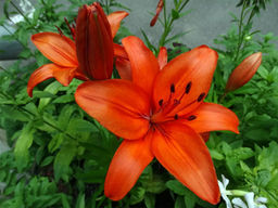 ЛИЛИЯ Оранж Саммер Разбор 12/14 Кол-во упак., шт 5