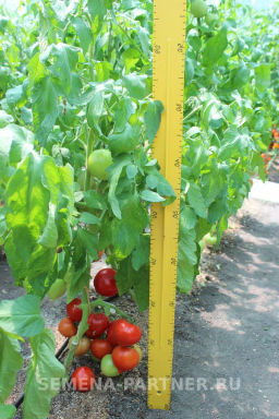 Томат Диадема - Партнер фото 8